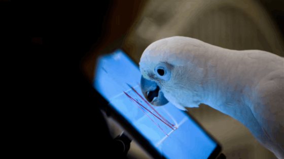 باحثون: الحيوانات يمكنها التحدث مع بعضها عبر الإنترنت