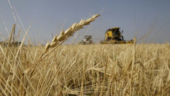 التجارة: نطمئن الشعب العراقي بعدم الحاجة لاستيراد الحنطة مهما بلغت الظروف